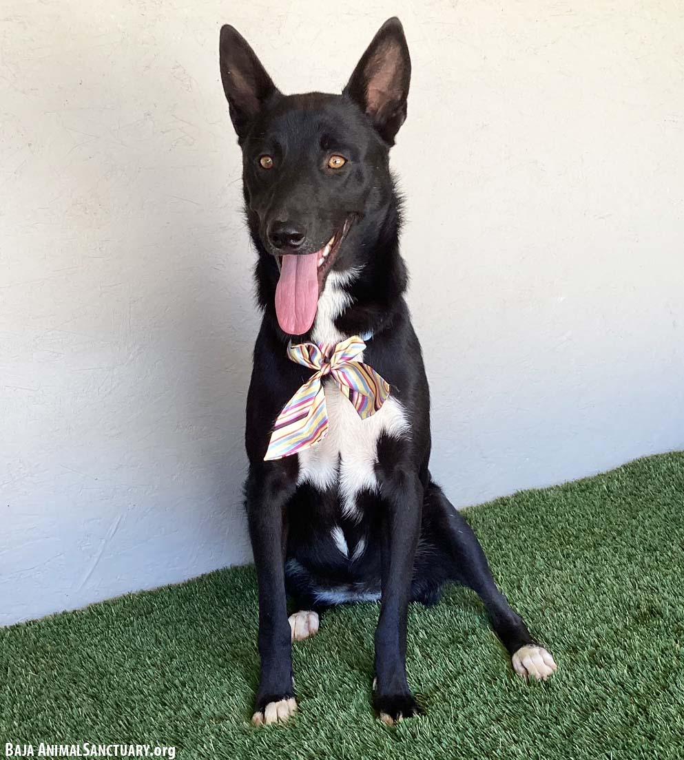 Charlene, a Adoptable mixed breed in San Diego, CA image 2/3
