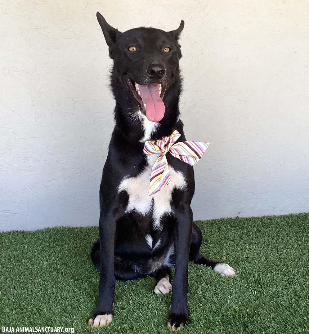 Charlene, a Adoptable mixed breed in San Diego, CA image 3/3
