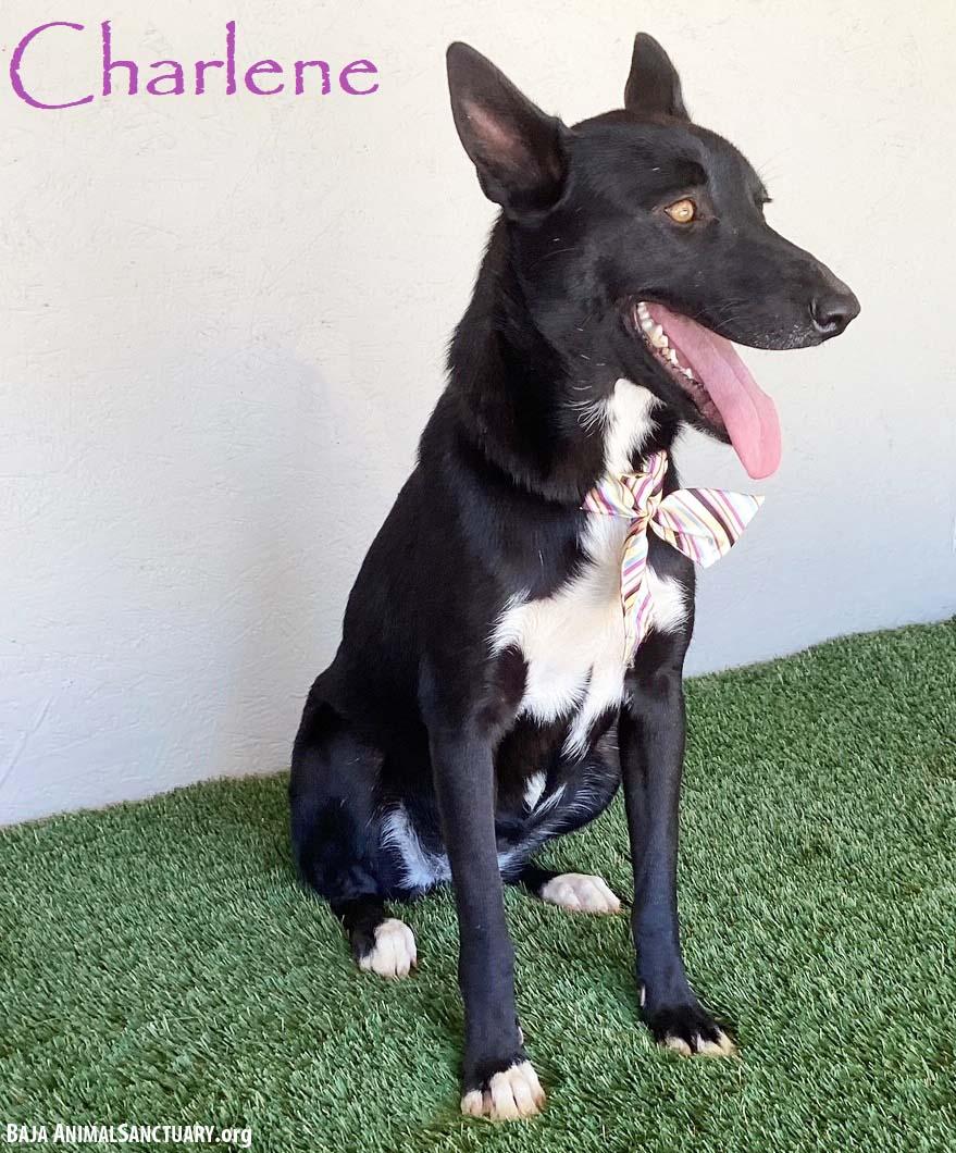 Charlene, Adoptable, Young Female Black Labrador Retriever & Australian Cattle Dog / Blue Heeler.