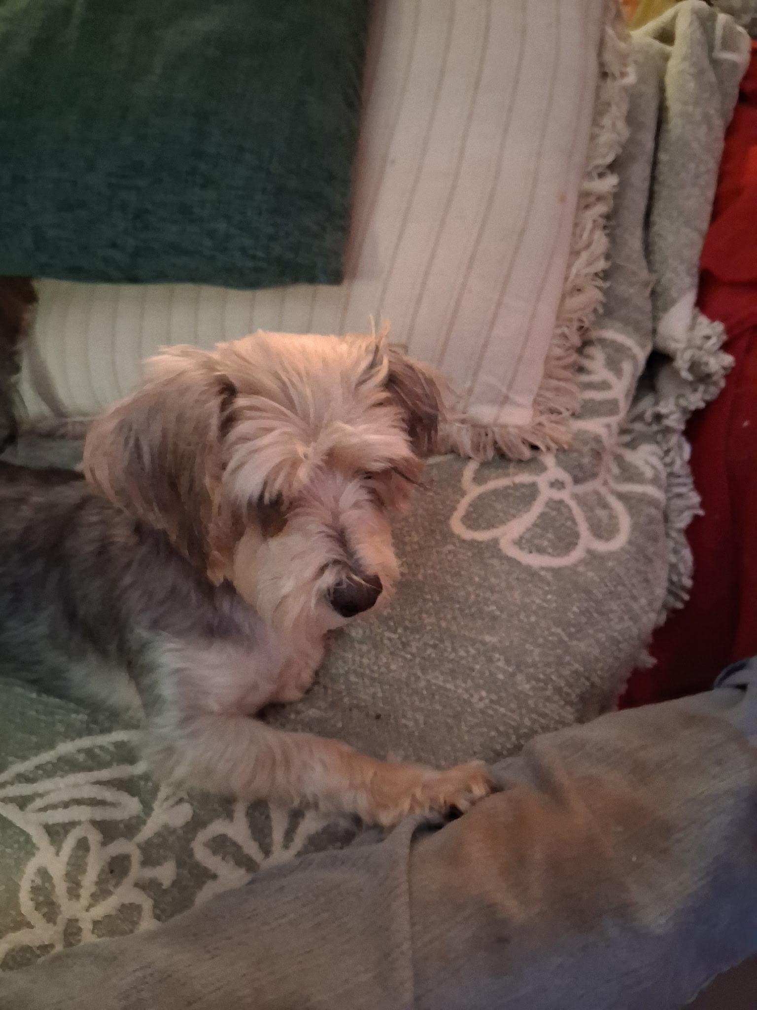 Enlarge karter, a ADOPTABLE mixed breed in Cary, NC image 1/4