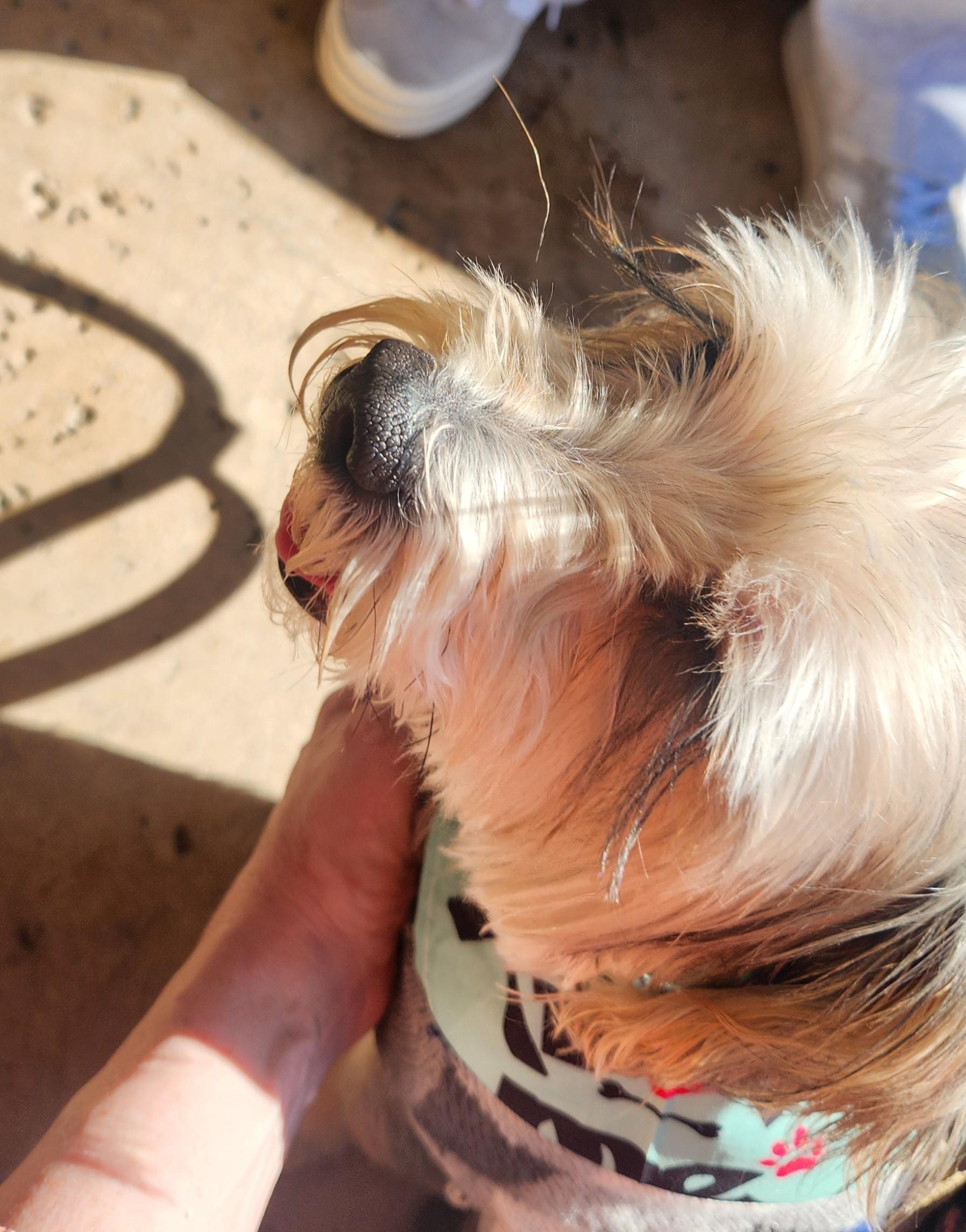 Enlarge karter, a ADOPTABLE mixed breed in Cary, NC image 2/4