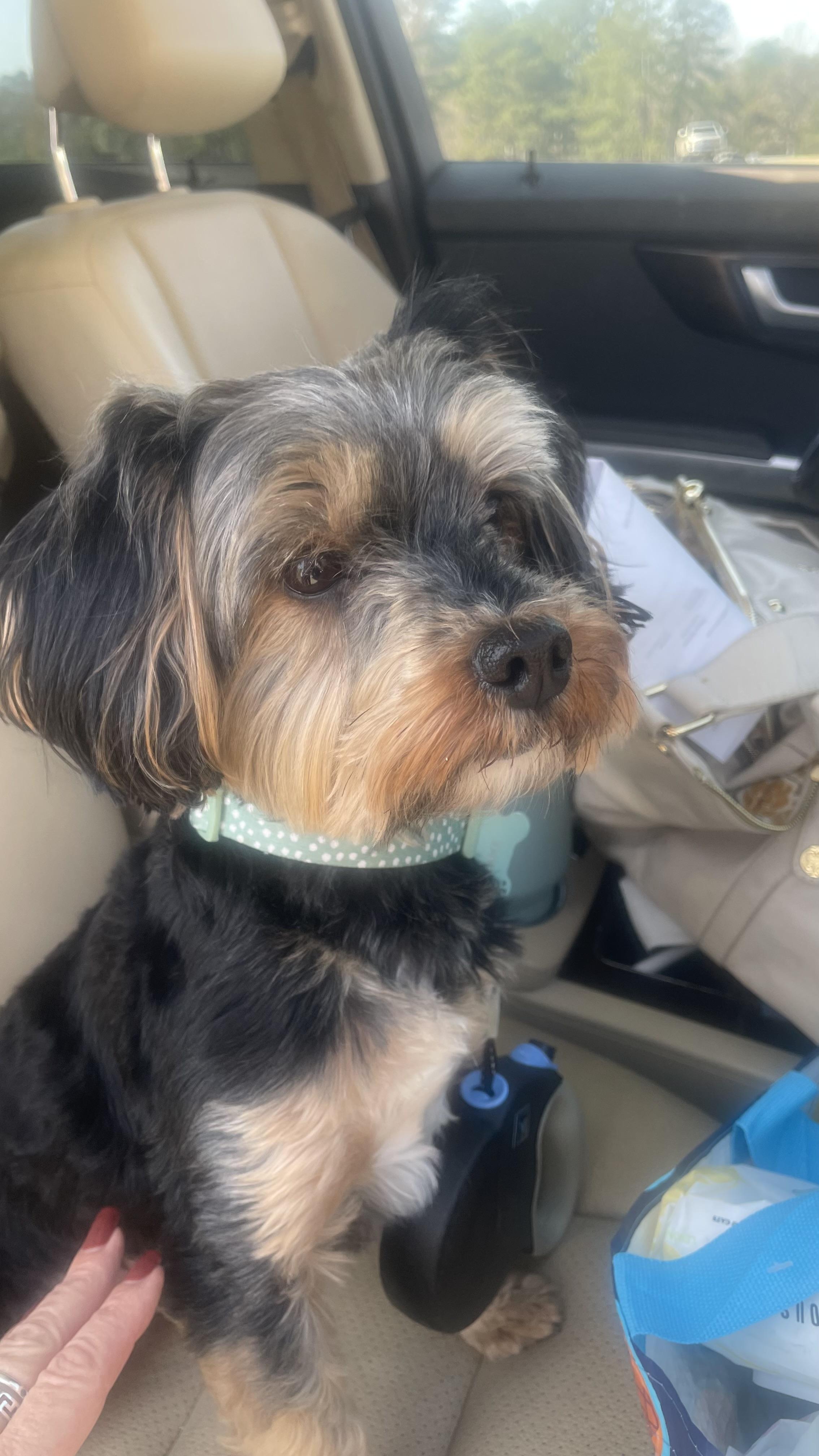 Enlarge karter, a ADOPTABLE mixed breed in Cary, NC image 3/4