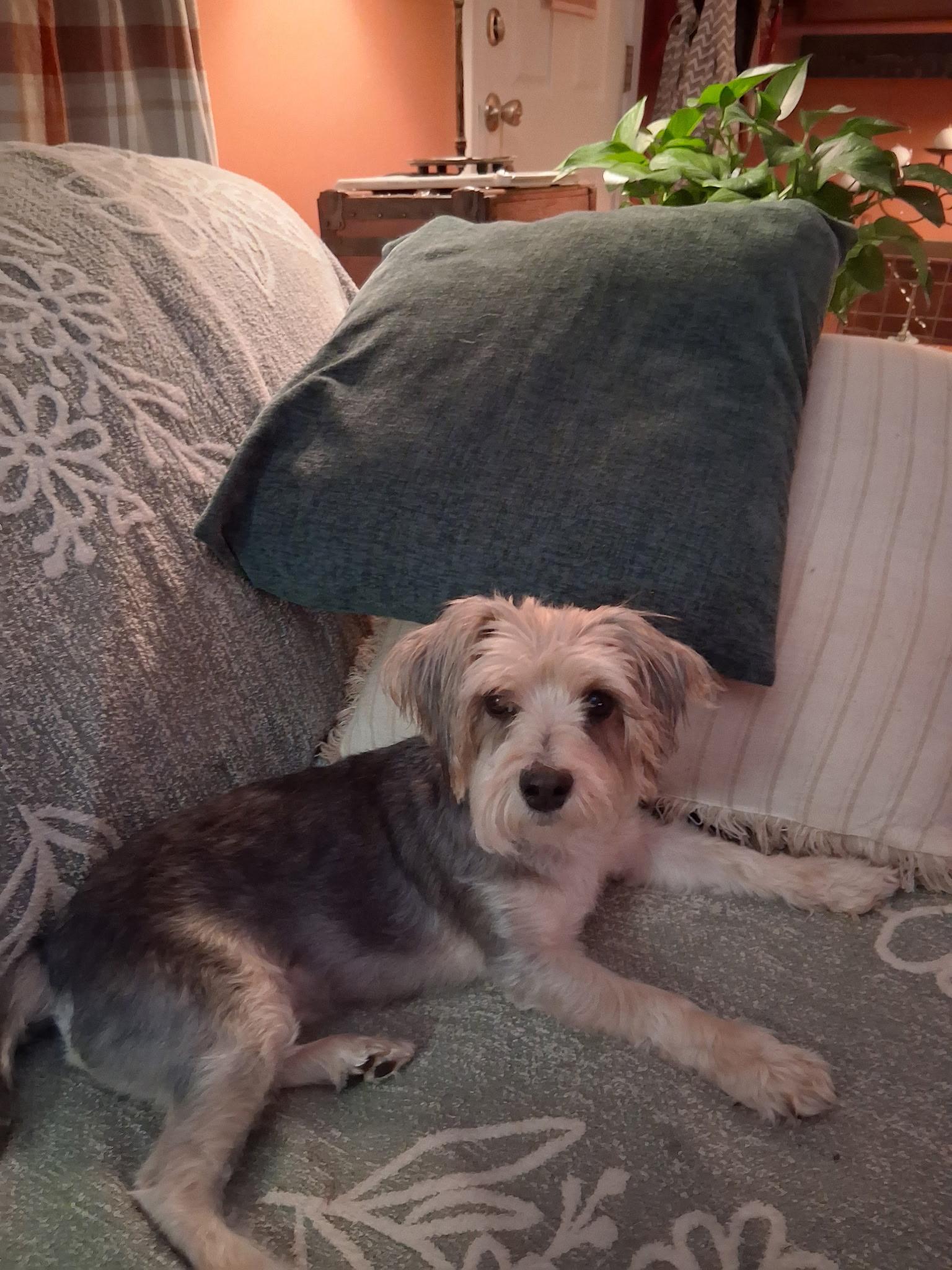 Enlarge karter, a ADOPTABLE mixed breed in Cary, NC image 4/4