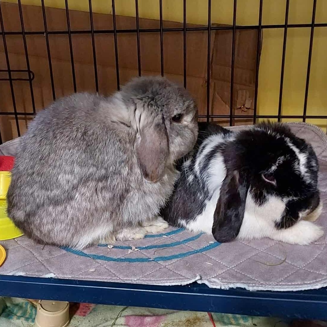 Theo & Luna, a Adoptable Holland Lop in Ferndale, WA image 1/6