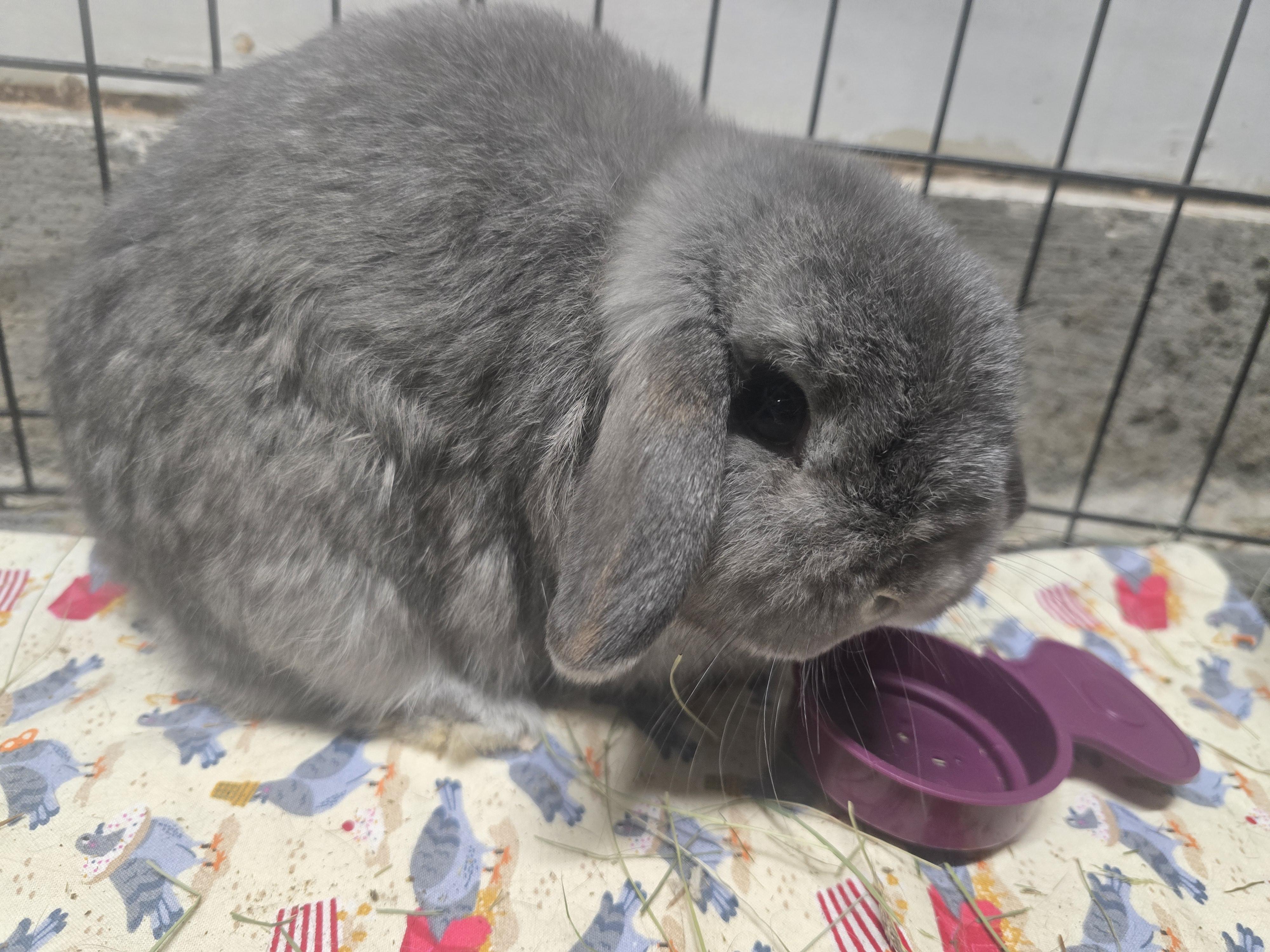 Theo & Luna, a Adoptable Holland Lop in Ferndale, WA image 2/6