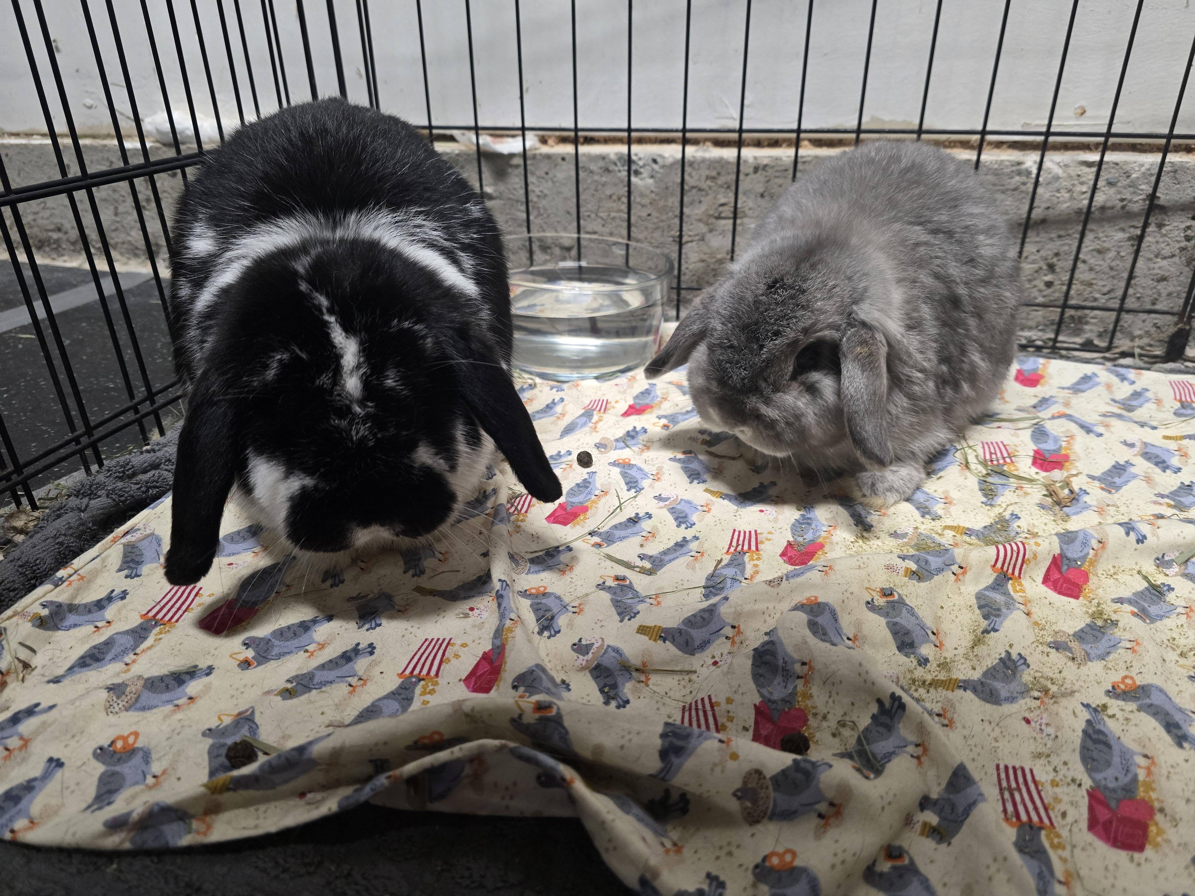 Theo & Luna, a Adoptable Holland Lop in Ferndale, WA image 4/6
