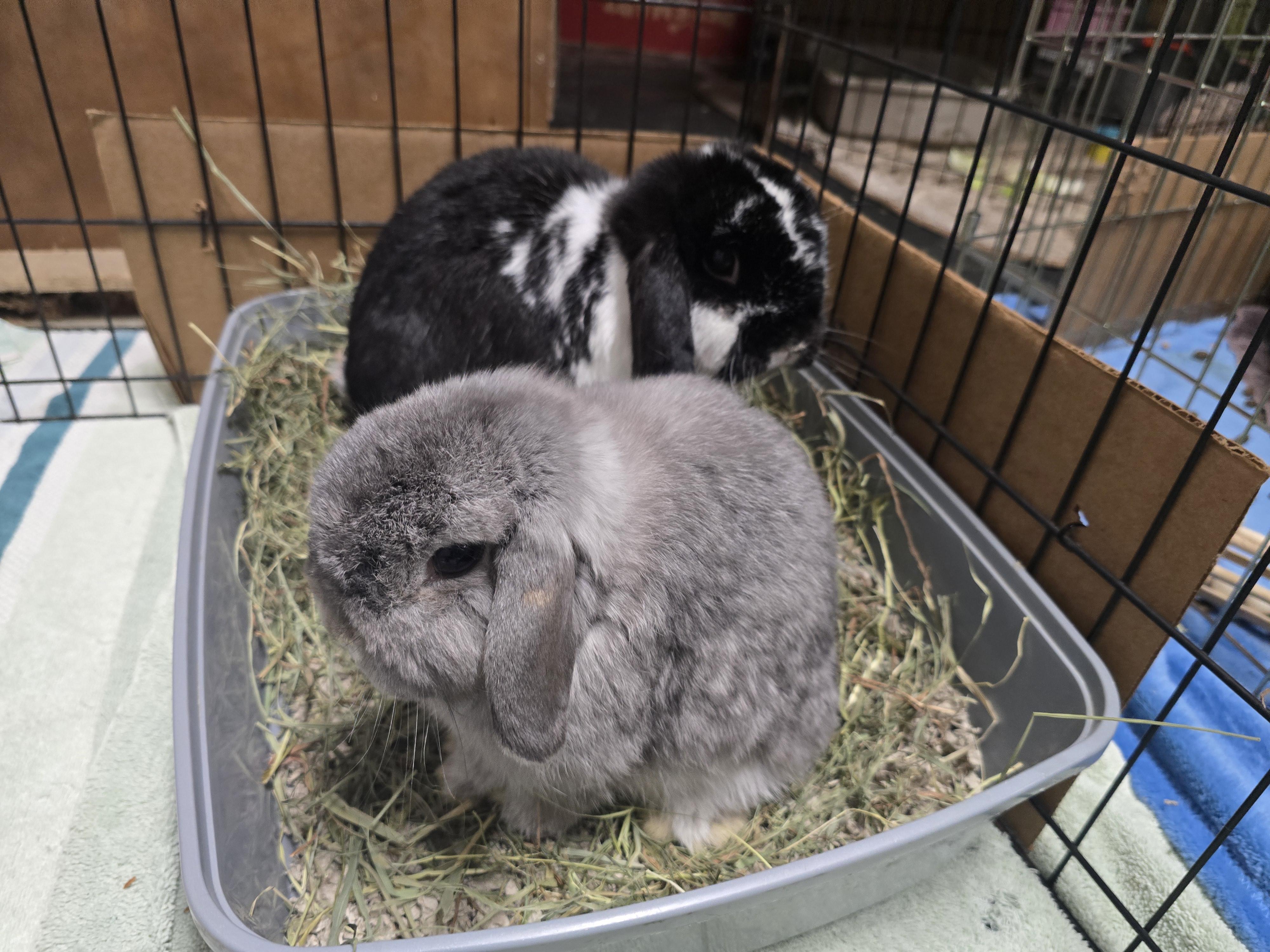 Theo & Luna, a Adoptable Holland Lop in Ferndale, WA image 5/6