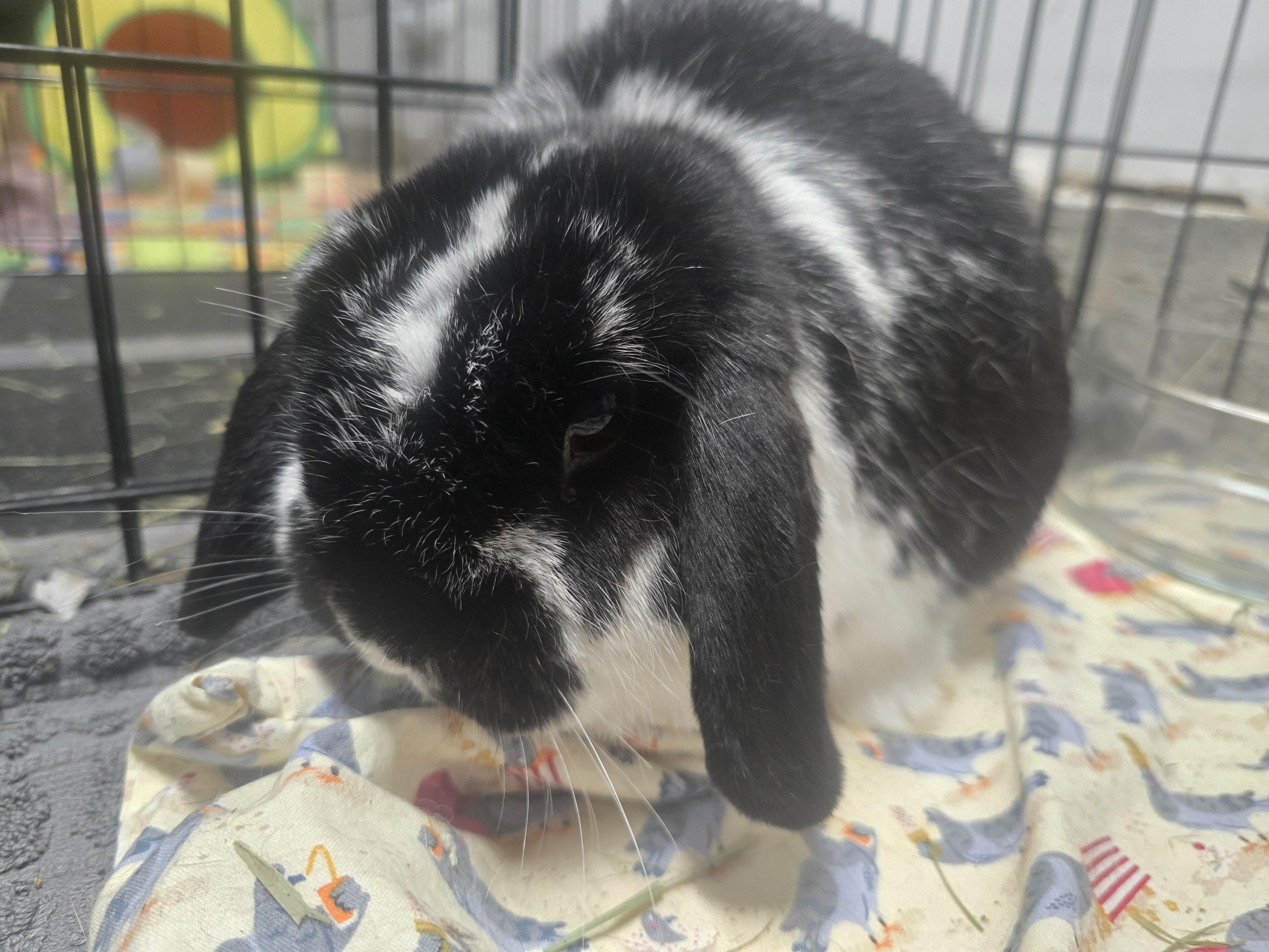 Theo & Luna, a Adoptable Holland Lop in Ferndale, WA image 3/6