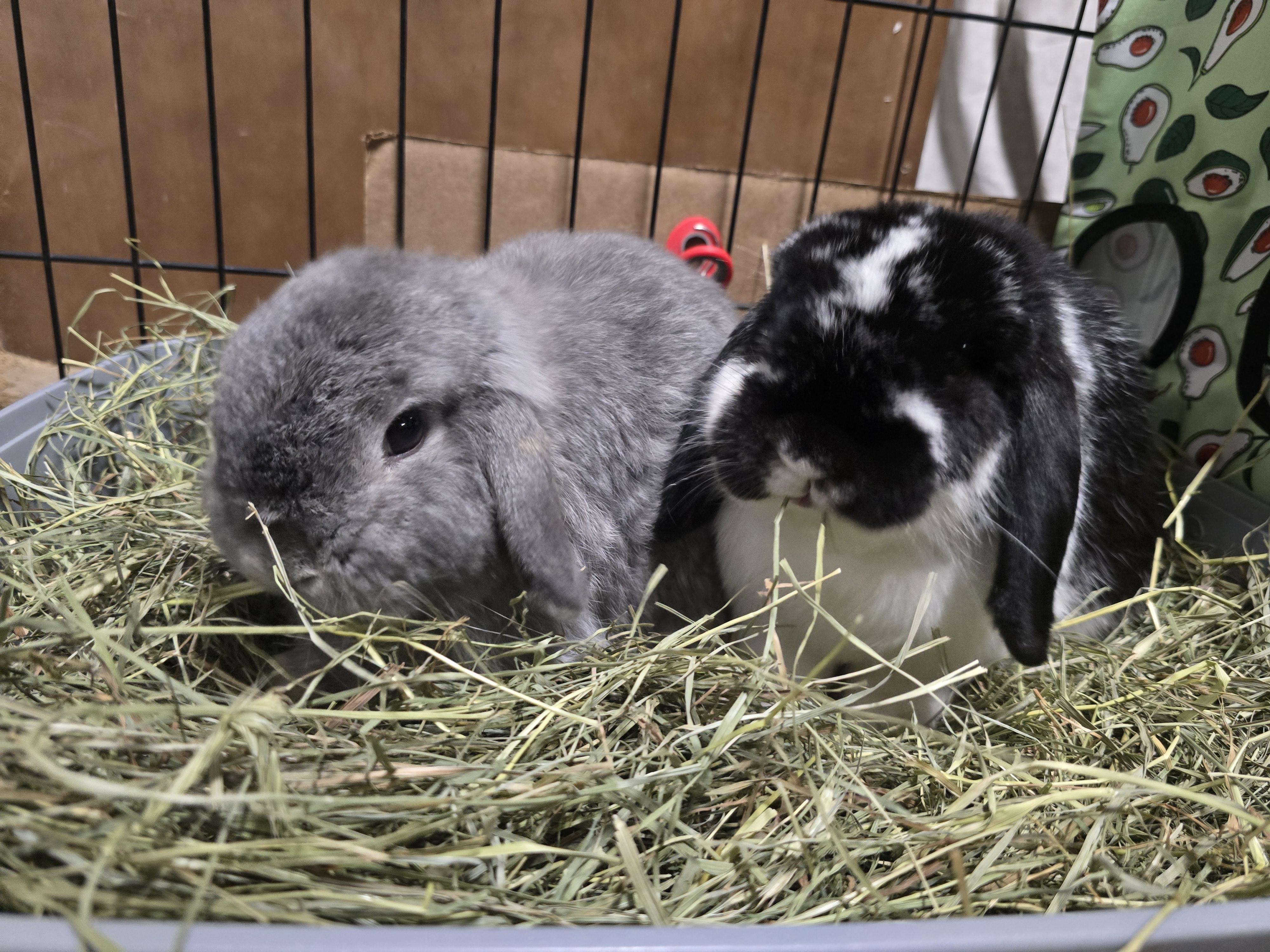 Theo & Luna, a Adoptable Holland Lop in Ferndale, WA image 6/6