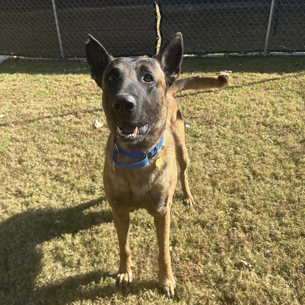 Orbit, a Adoptable Mixed Breed in Auburn, AL image 1/6