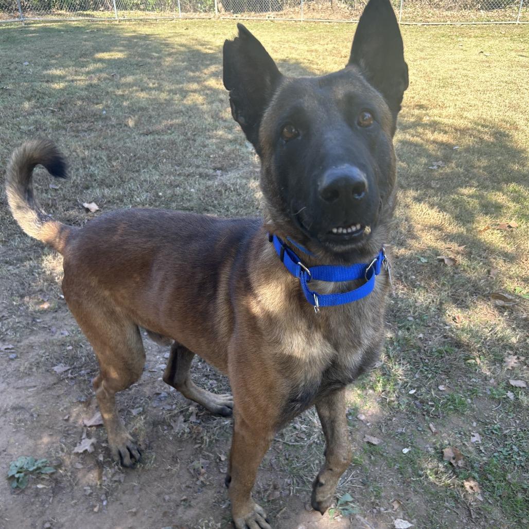 Orbit, a Adoptable Mixed Breed in Auburn, AL image 2/6