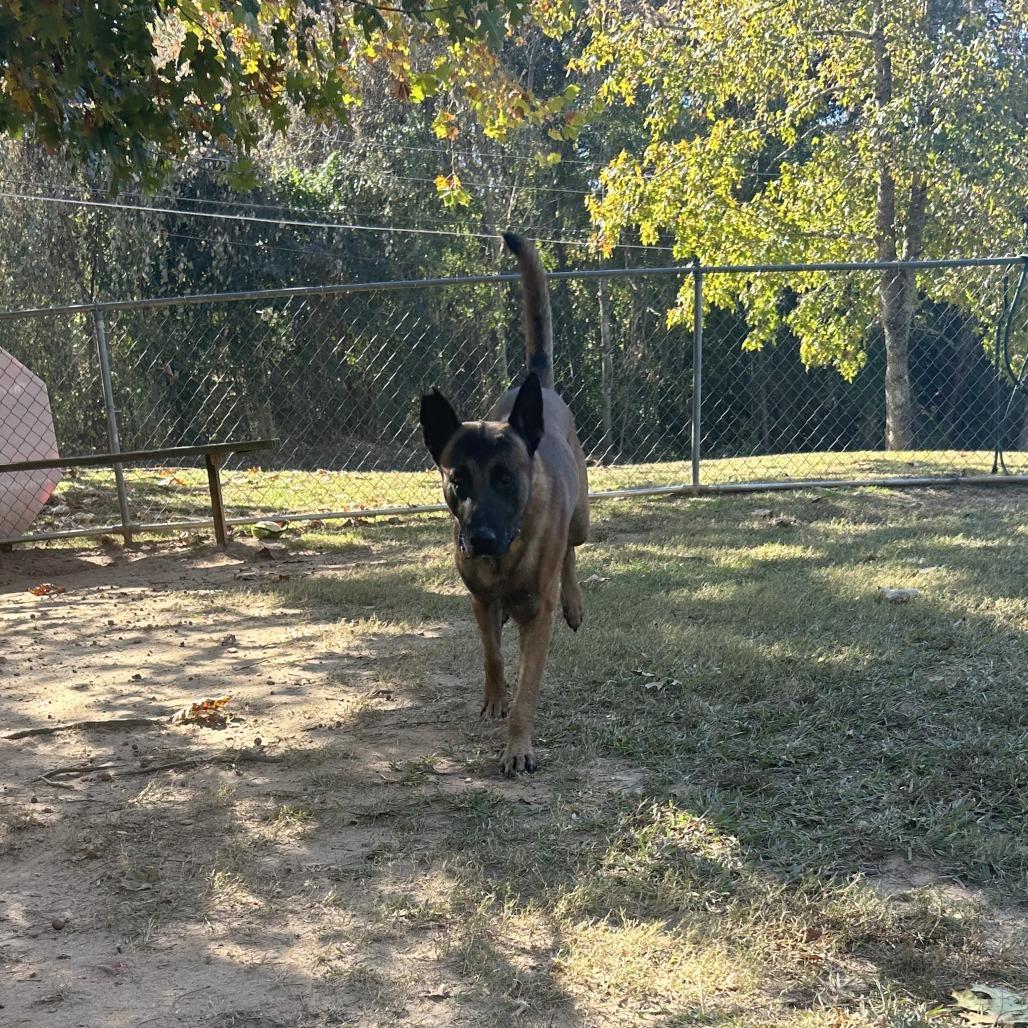 Orbit, a Adoptable Mixed Breed in Auburn, AL image 3/6