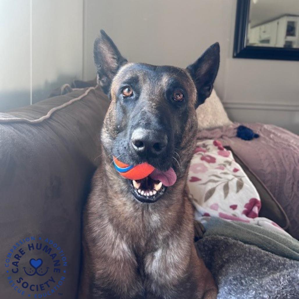 Orbit, a Adoptable Mixed Breed in Auburn, AL image 4/6