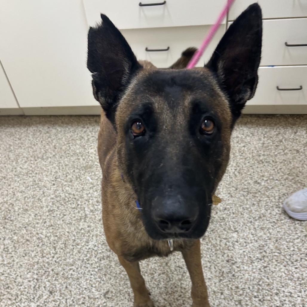 Orbit, a Adoptable Mixed Breed in Auburn, AL image 5/6