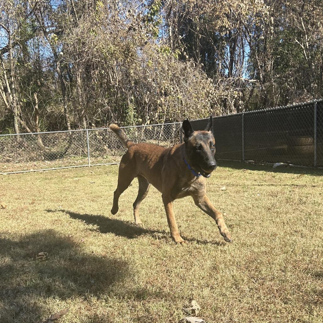 Orbit, a Adoptable Mixed Breed in Auburn, AL image 6/6