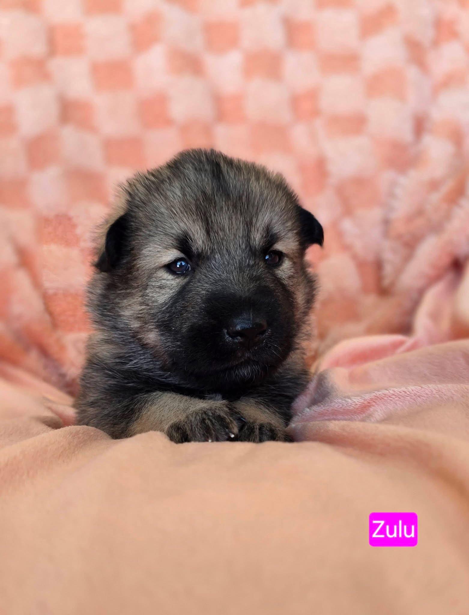 Zulu, Adoptable, Puppy Female Shepherd & Pit Bull Terrier.