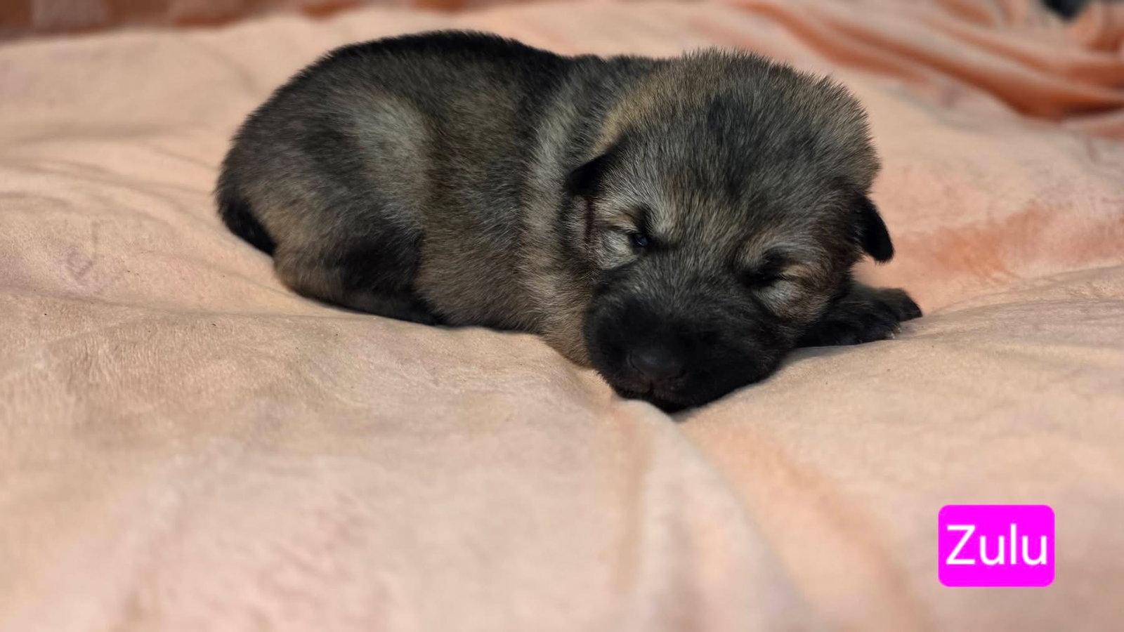 Enlarge Zulu, a Adoptable mixed breed in Duluth, MN image 2/3