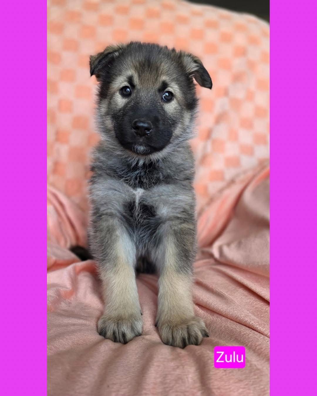 Enlarge Zulu, a Adoptable mixed breed in Duluth, MN image 3/3