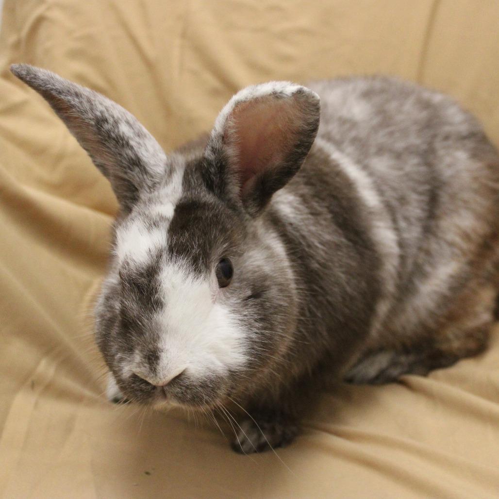 Dominic, Adoptable, Adult Male Harlequin.