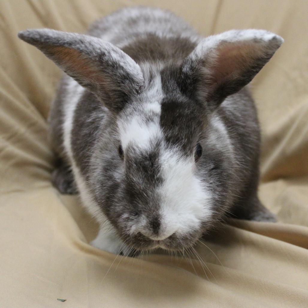 Enlarge Dominic, a Adoptable Harlequin in Champaign, IL image 4/6