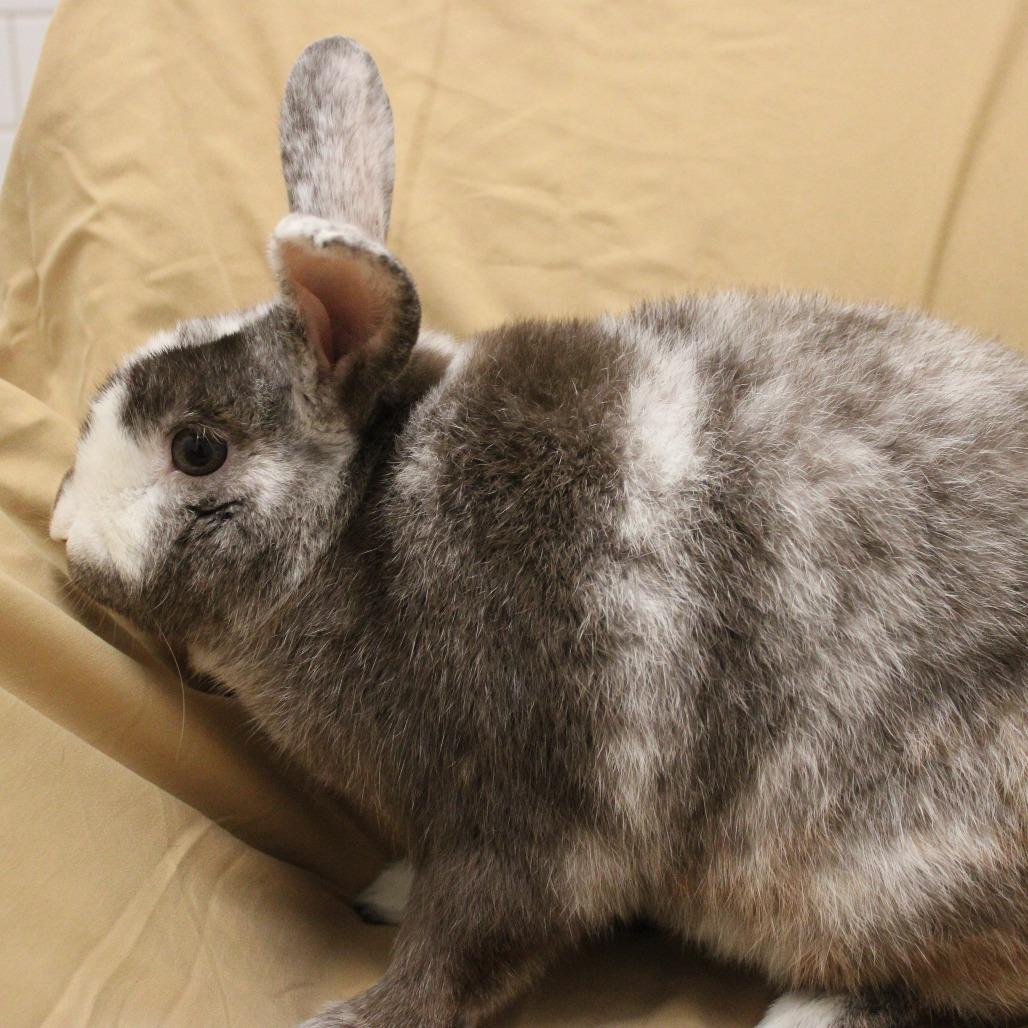 Enlarge Dominic, a Adoptable Harlequin in Champaign, IL image 5/6