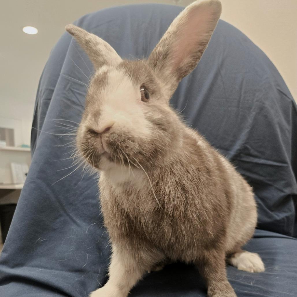 Enlarge Dominic, a Adoptable Harlequin in Champaign, IL image 2/5