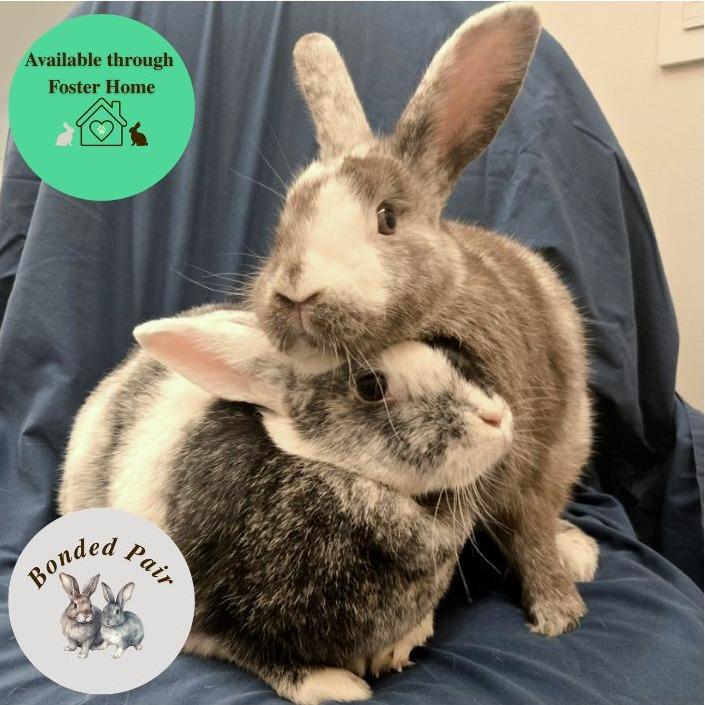 Enlarge Dominic, a Adoptable Harlequin in Champaign, IL image 3/5