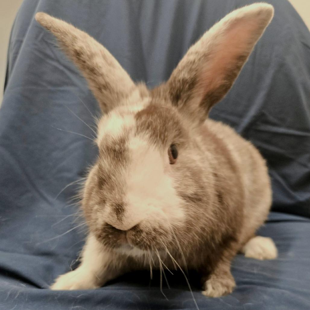 Enlarge Dominic, a Adoptable Harlequin in Champaign, IL image 6/6