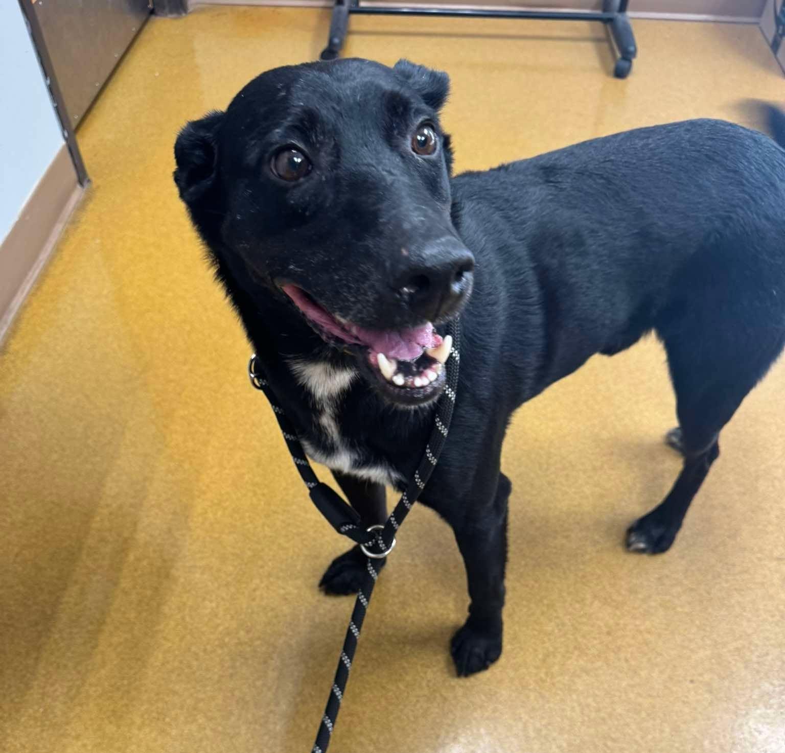 Enlarge Rick, a Adoptable mixed breed in Maryville, MO image 2/4