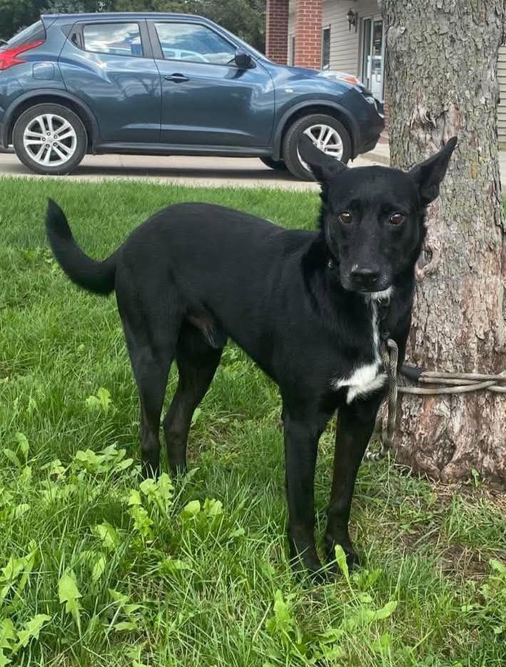 Rick, Adoptable, Adult Male Labrador Retriever.