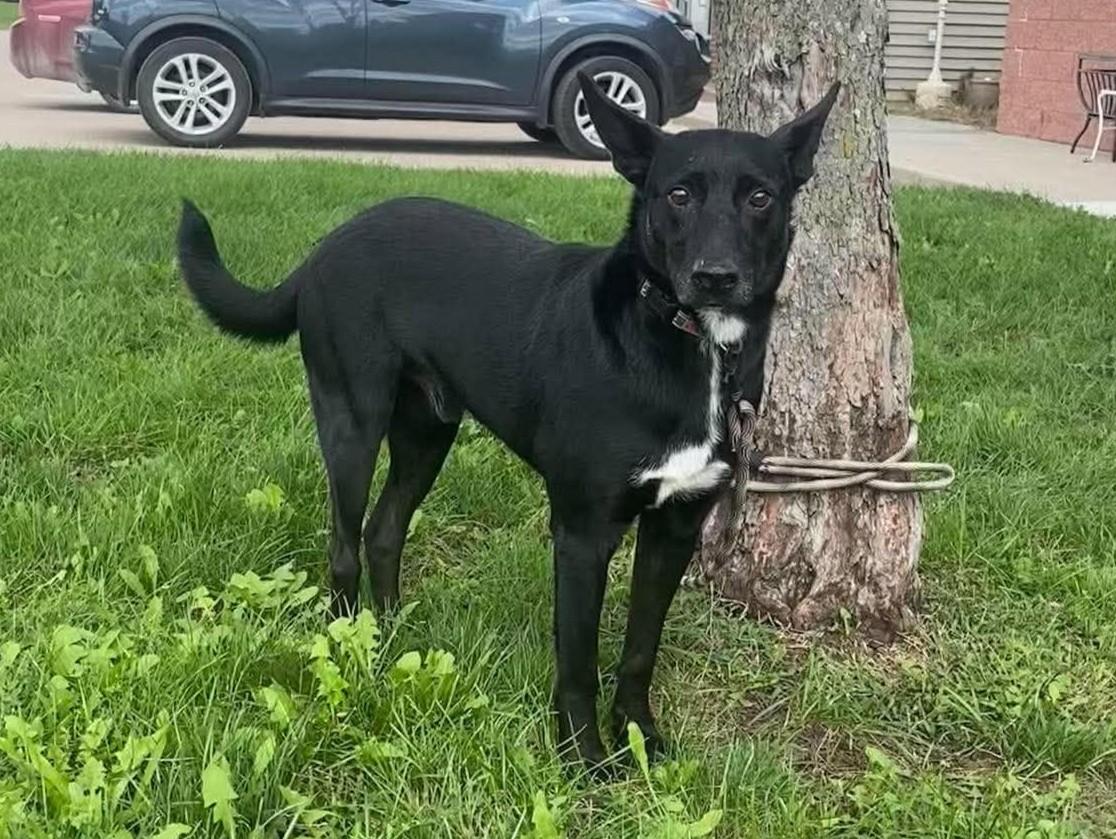 Enlarge Rick, a Adoptable mixed breed in Maryville, MO image 4/4
