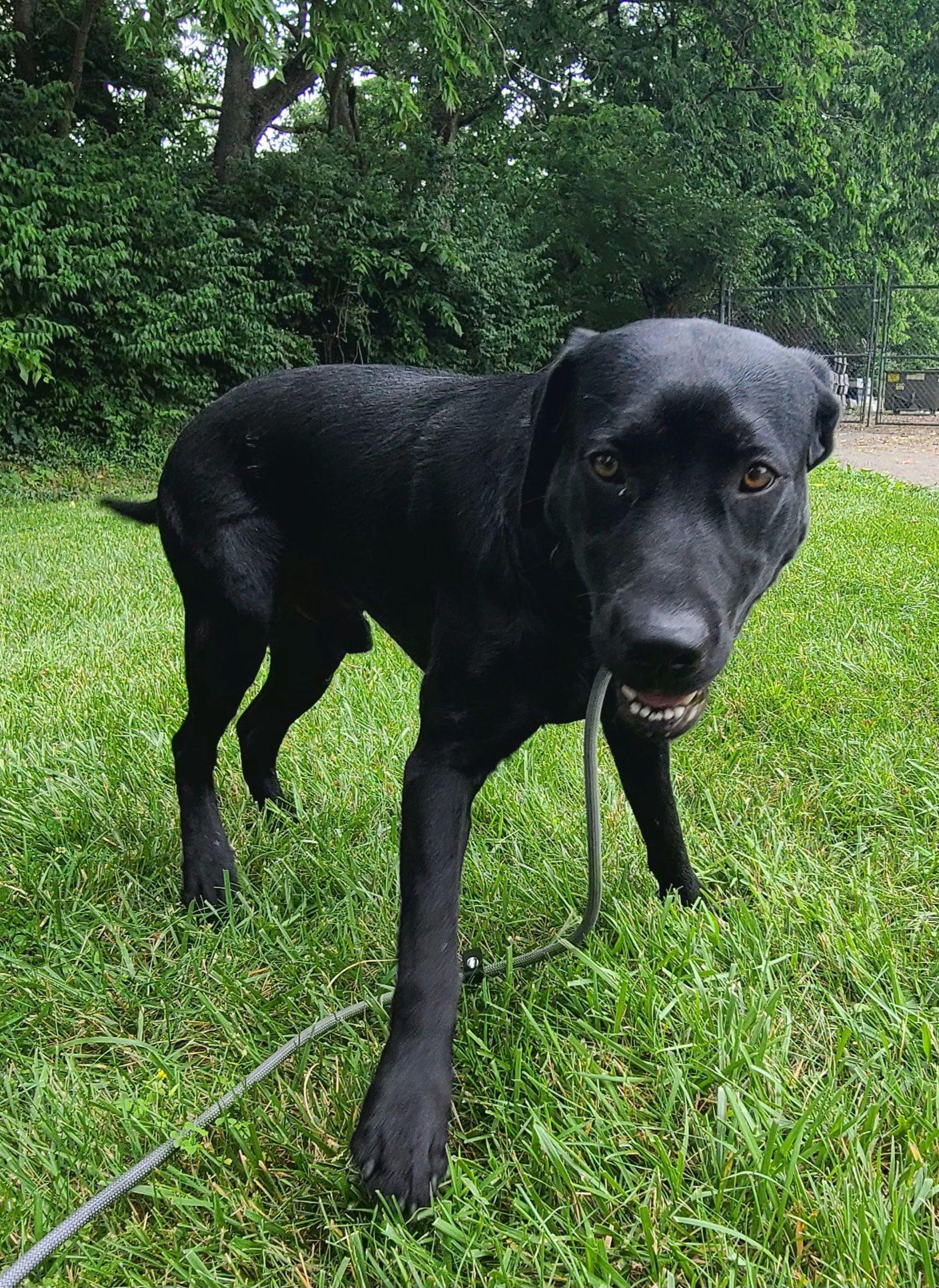 Coal, a ADOPTABLE Black Labrador Retriever in Harrodsburg, KY image 3/3