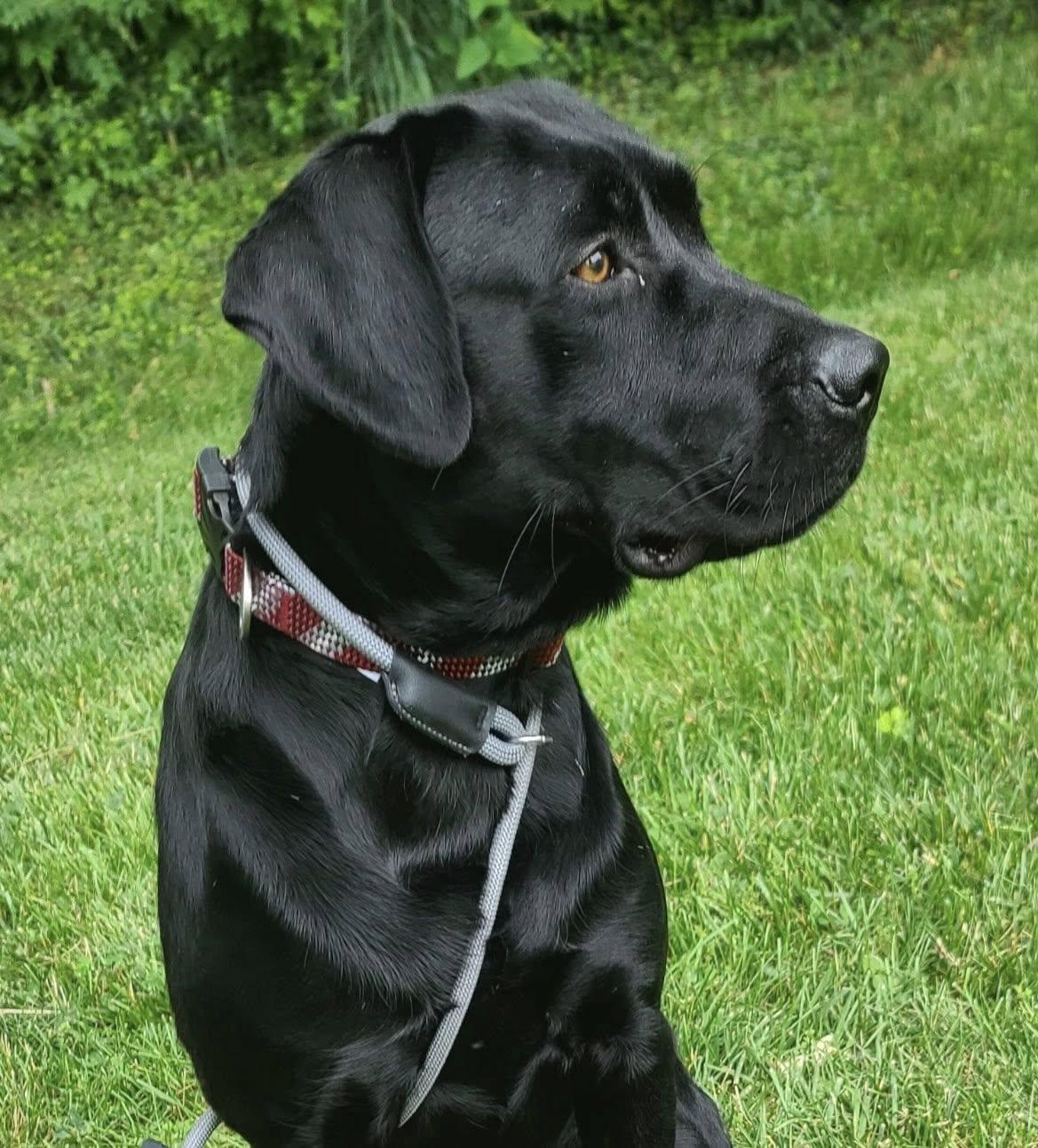Coal, a ADOPTABLE Black Labrador Retriever in Harrodsburg, KY image 1/3