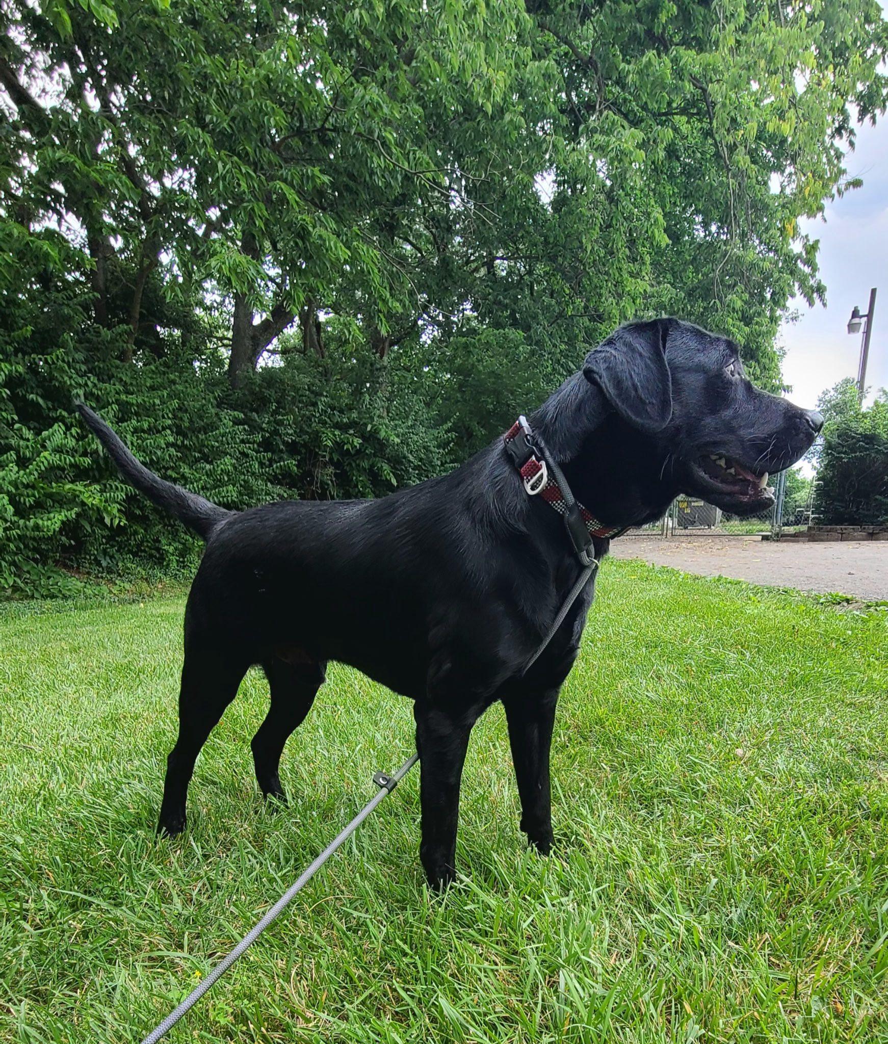 Coal, a ADOPTABLE Black Labrador Retriever in Harrodsburg, KY image 2/3