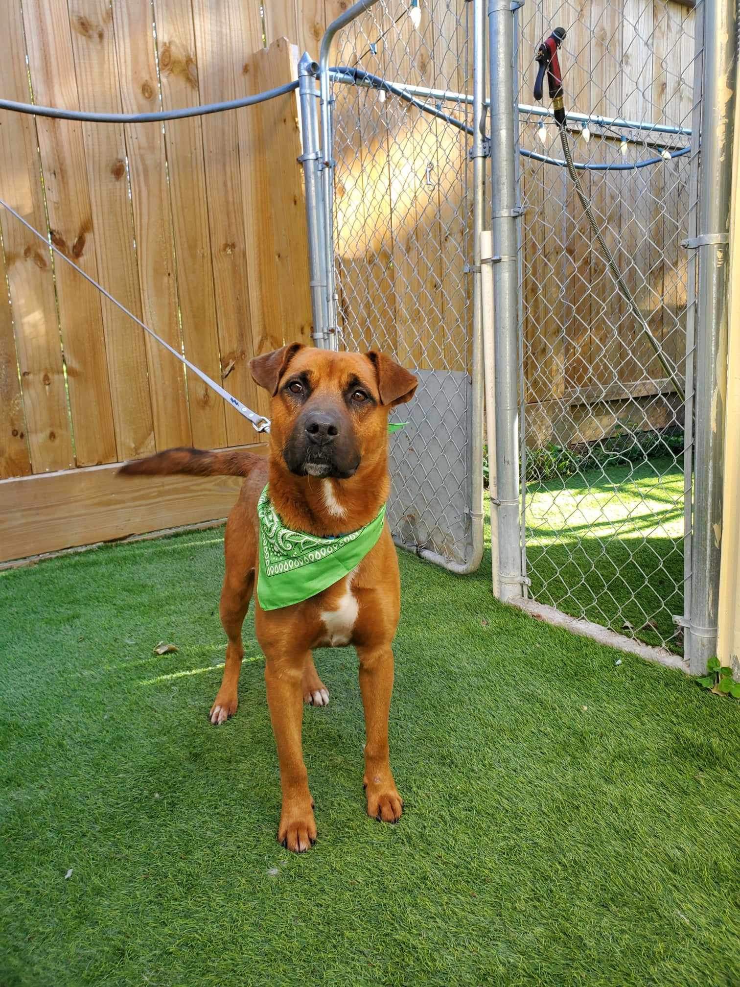 Dog for adoption Bronson, a Rhodesian Ridgeback Mix in White River