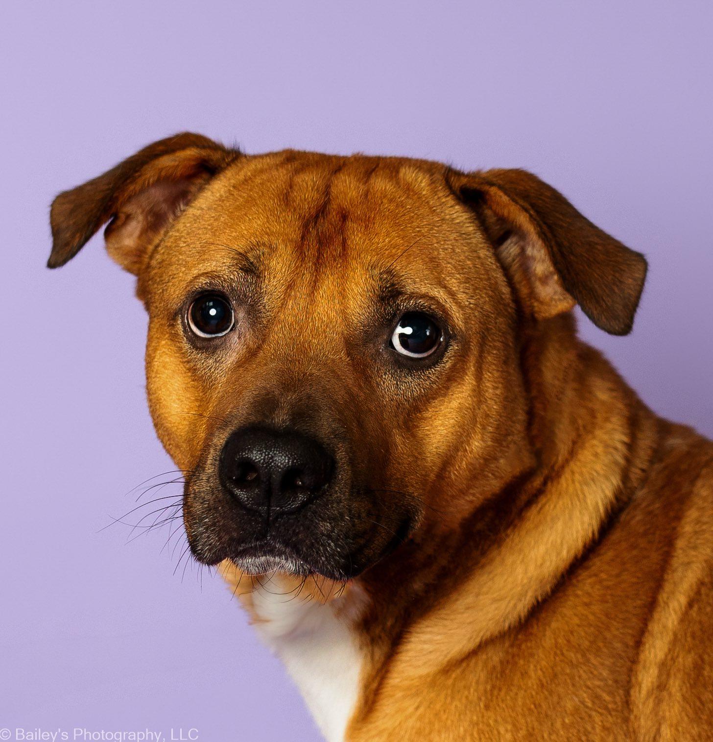Enlarge Buster, a Adoptable mixed breed in Portsmouth, OH image 1/4