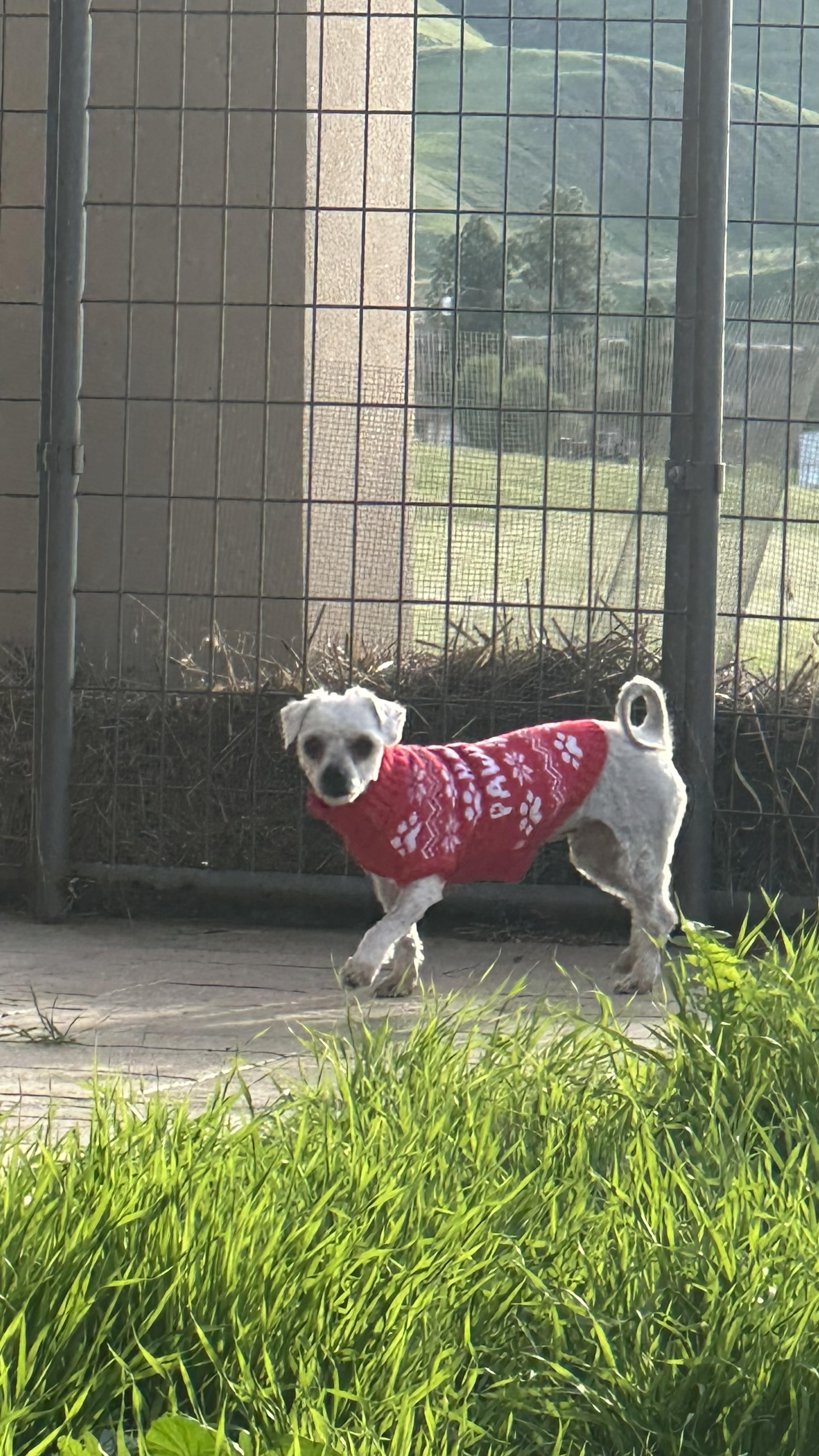 Lillibet, a ADOPTABLE Poodle in Bakersfield, CA image 6/6