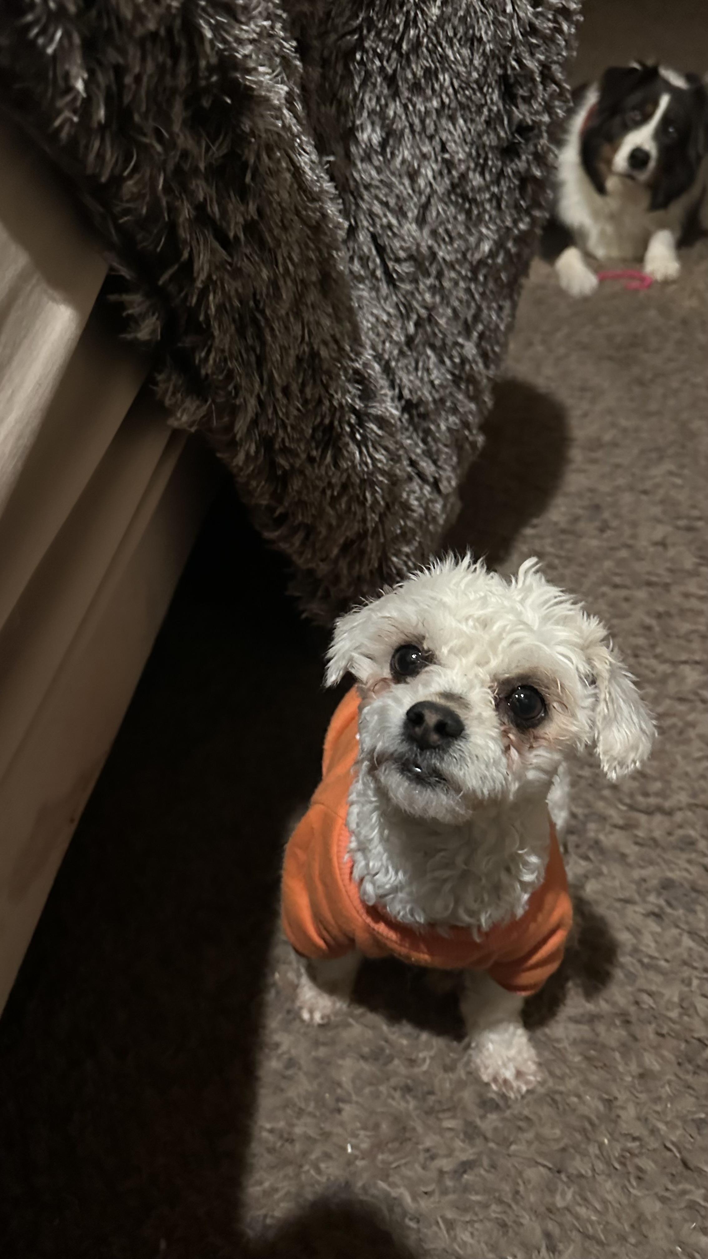 Enlarge Lillibet, a ADOPTABLE Poodle in Bakersfield, CA image 2/6