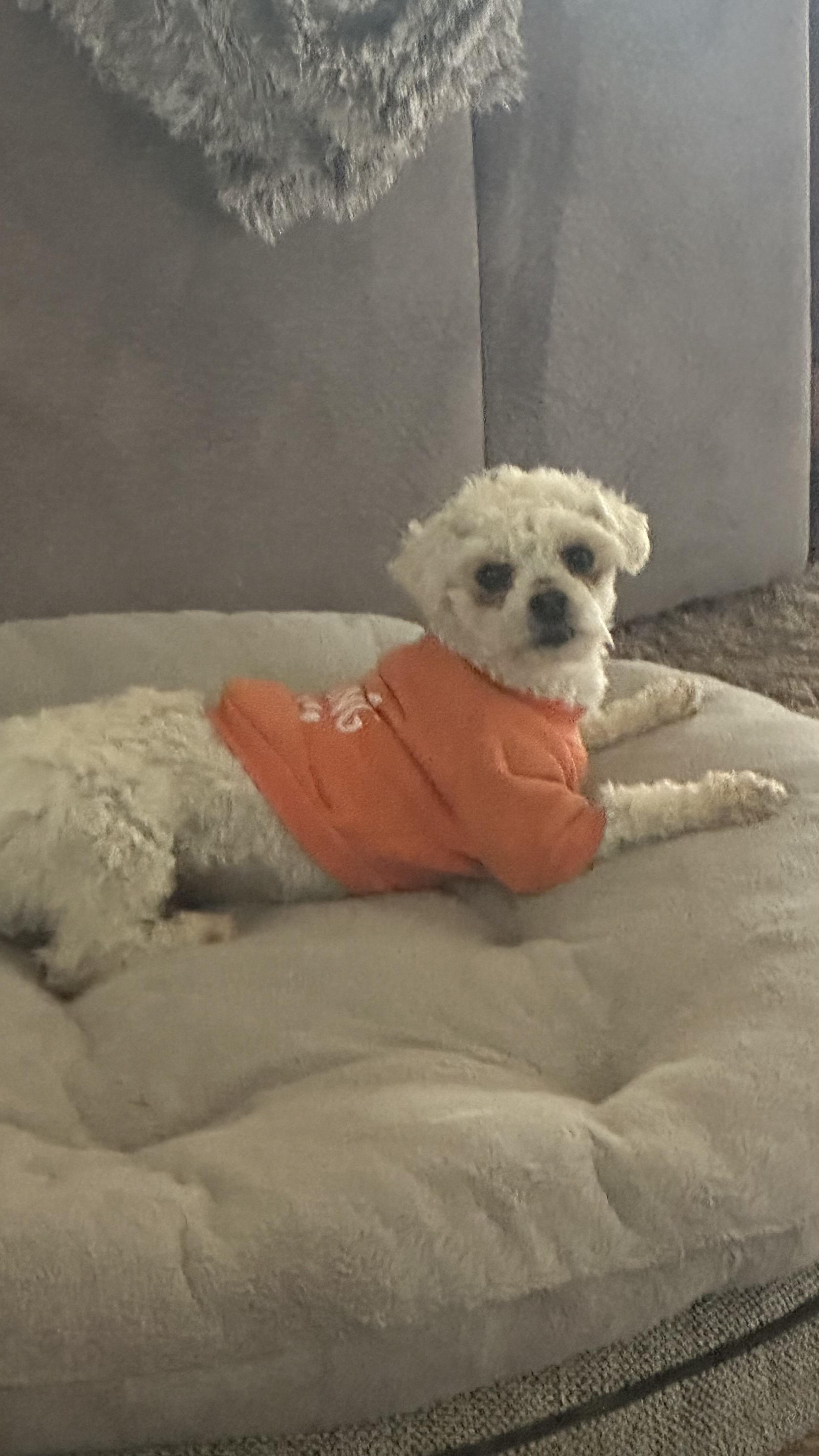 Enlarge Lillibet, a ADOPTABLE Poodle in Bakersfield, CA image 1/6