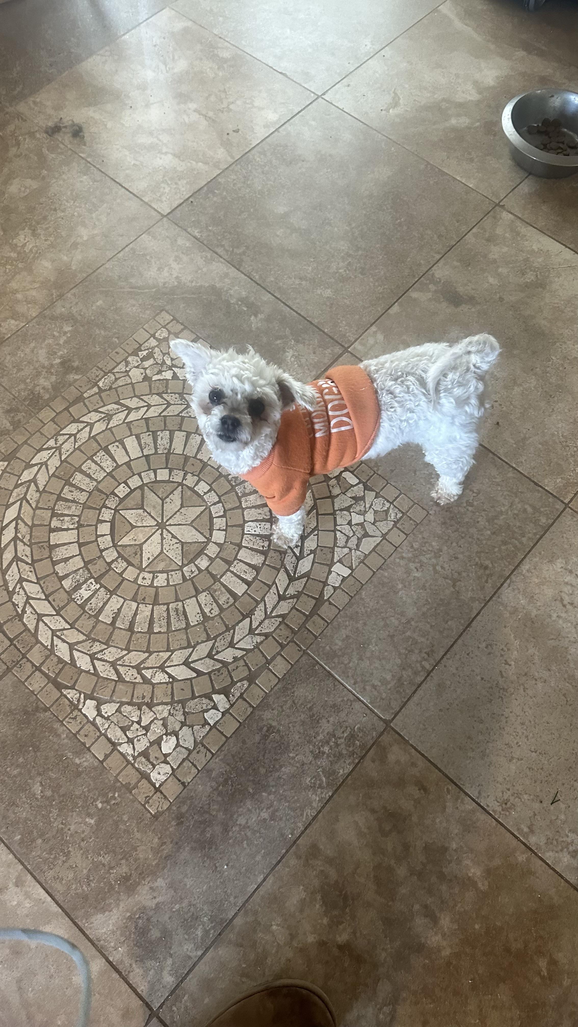 Enlarge Lillibet, a ADOPTABLE Poodle in Bakersfield, CA image 6/6