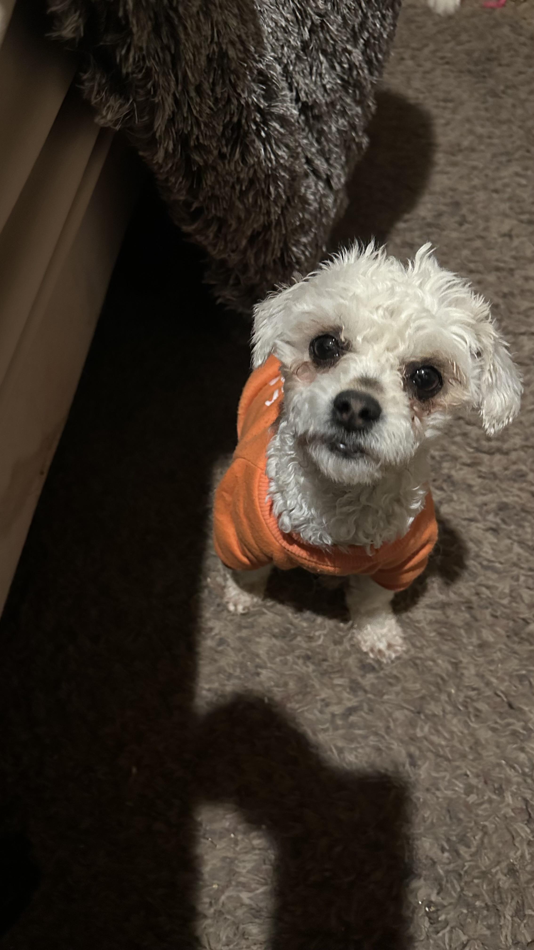 Enlarge Lillibet, a ADOPTABLE Poodle in Bakersfield, CA image 4/6