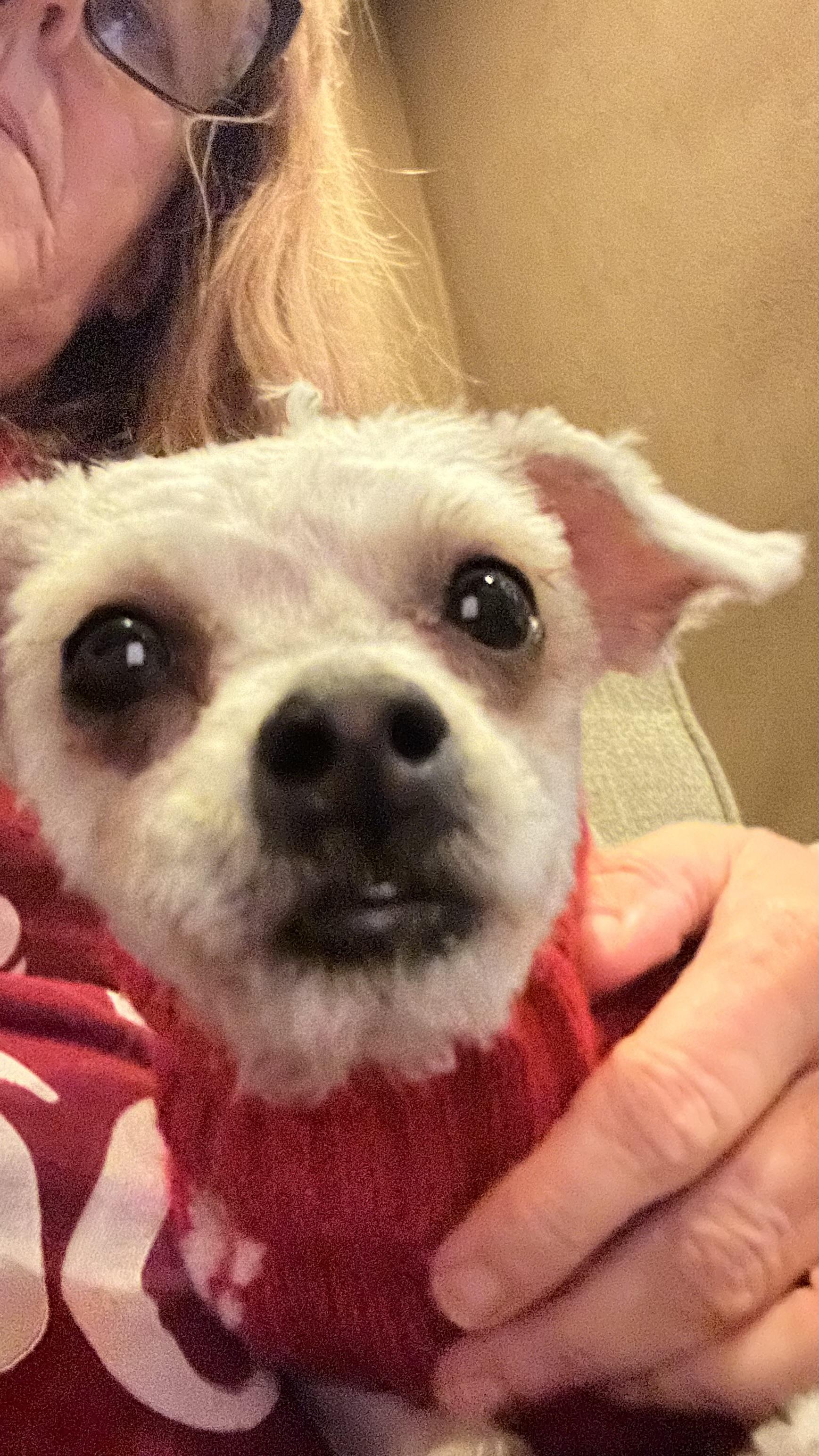 Lillibet, a ADOPTABLE Poodle in Bakersfield, CA image 4/6