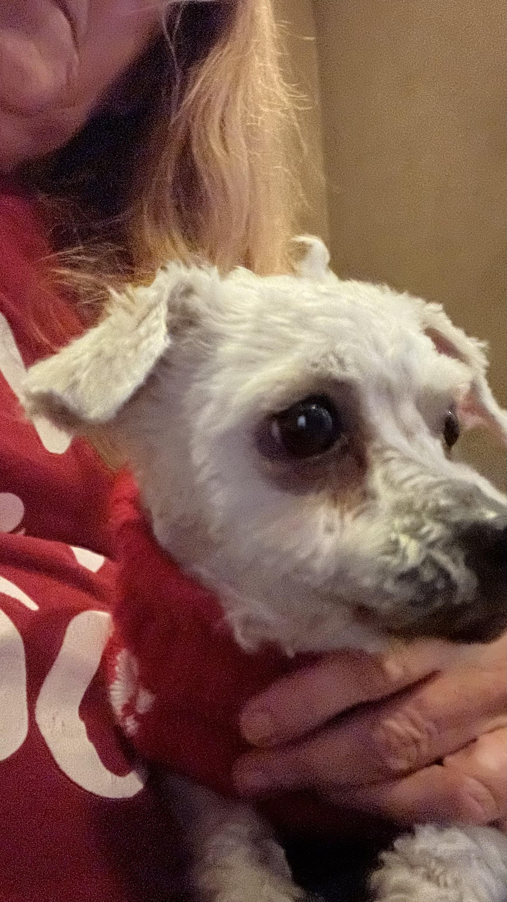 Lillibet, a ADOPTABLE Poodle in Bakersfield, CA image 5/6