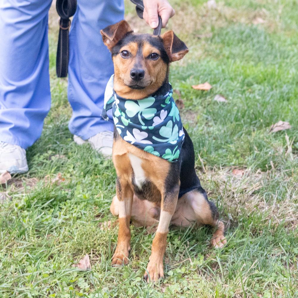 Enlarge Dexter (Male) Avail 10/24, a Adoptable mixed breed in West Grove, PA image 2/6