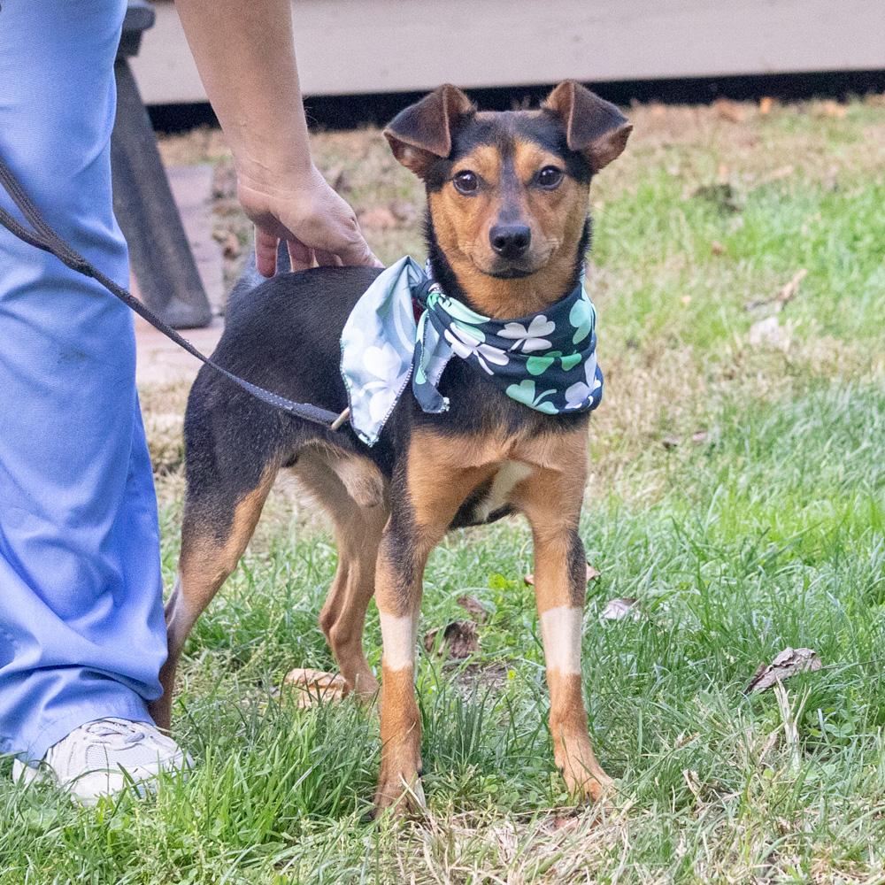 Enlarge Dexter (Male) Avail 10/24, a Adoptable mixed breed in West Grove, PA image 3/6