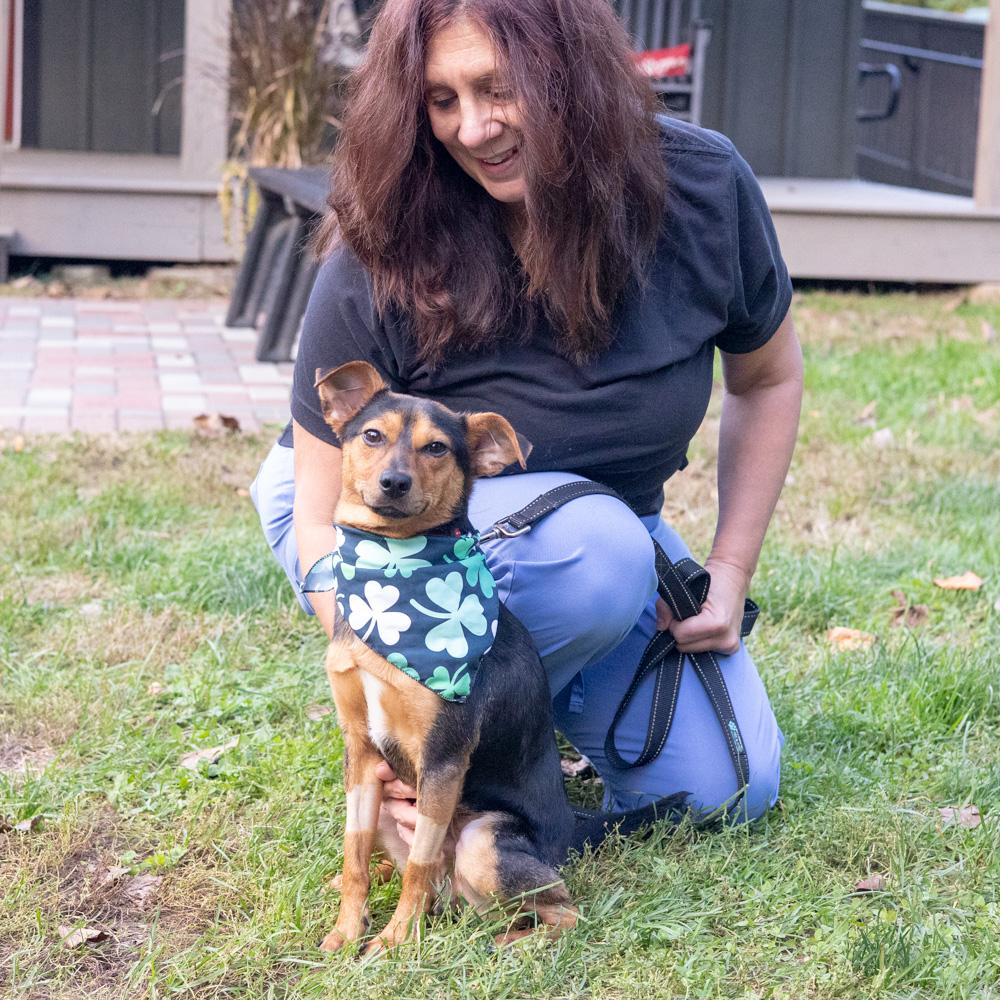 Enlarge Dexter (Male) Avail 10/24, a Adoptable mixed breed in West Grove, PA image 5/6