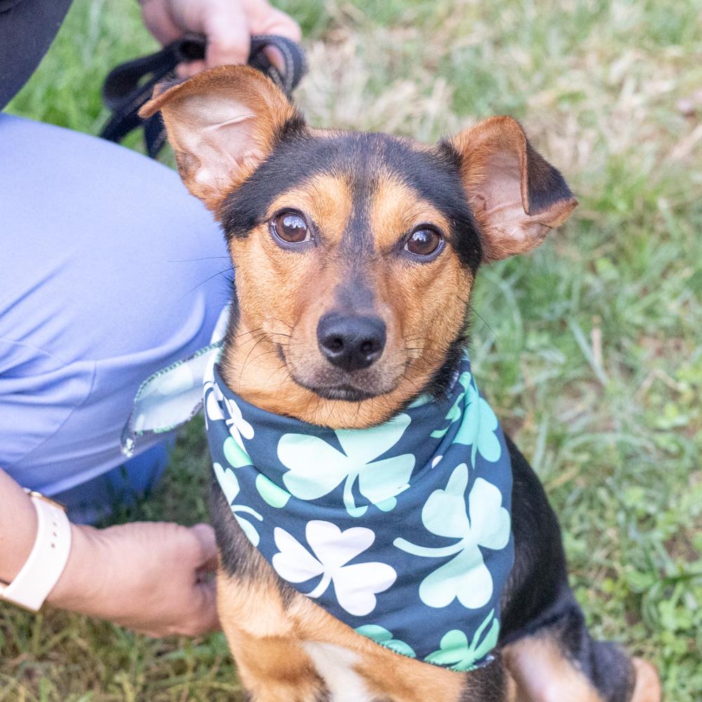 Enlarge Dexter (Male) Avail 10/24, a Adoptable mixed breed in West Grove, PA image 1/6