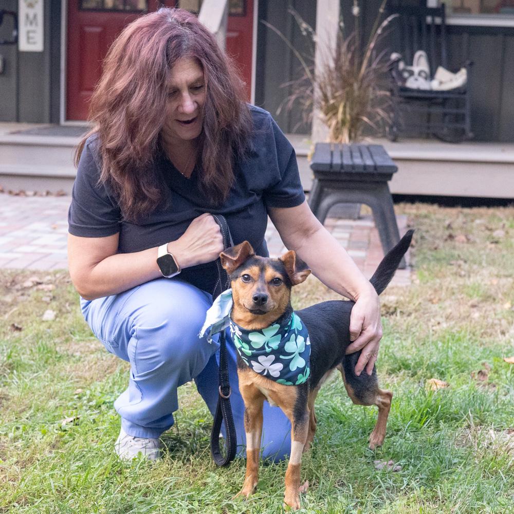 Enlarge Dexter (Male) Avail 10/24, a Adoptable mixed breed in West Grove, PA image 6/6
