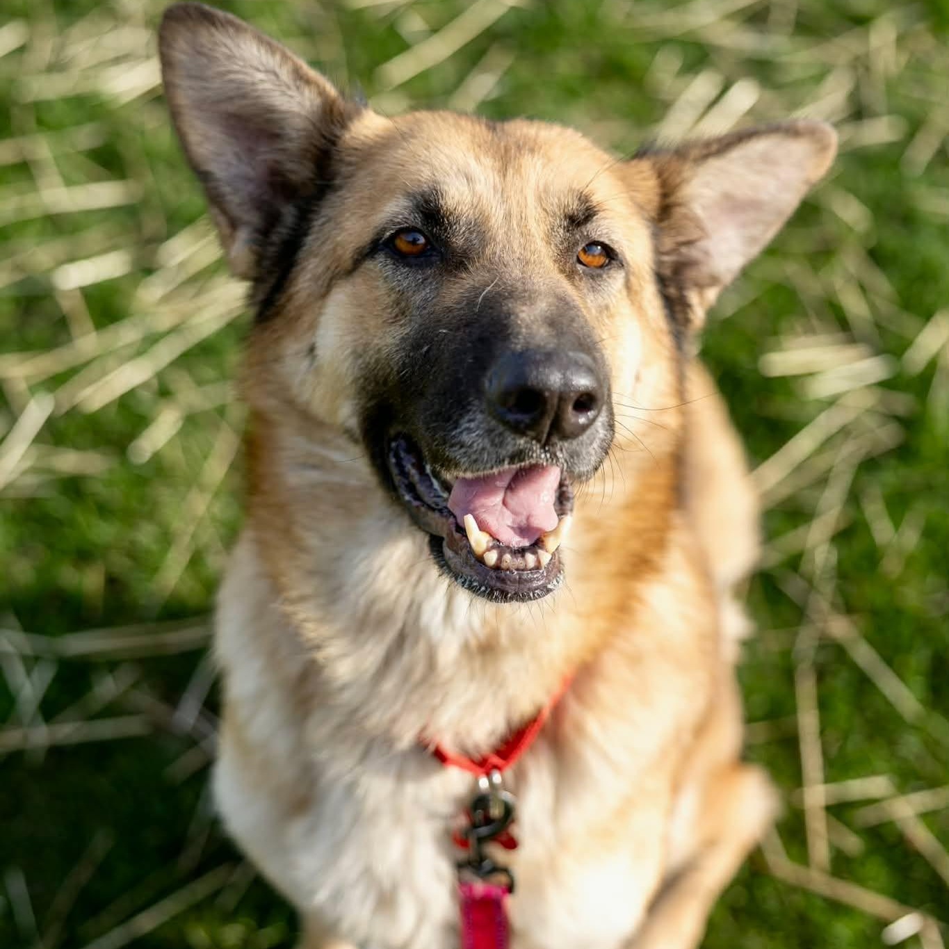 Lainey, ADOPTABLE, Adult Female German Shepherd Dog.
