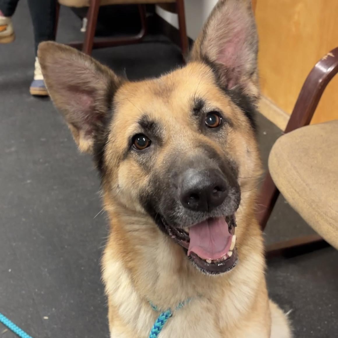 Enlarge Lainey, a ADOPTABLE German Shepherd Dog in Valparaiso, IN image 2/2